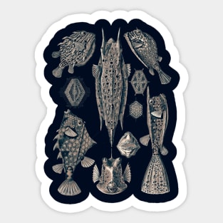 Ernst Haeckel Ostraciontes Fish Lavander Grey Sticker